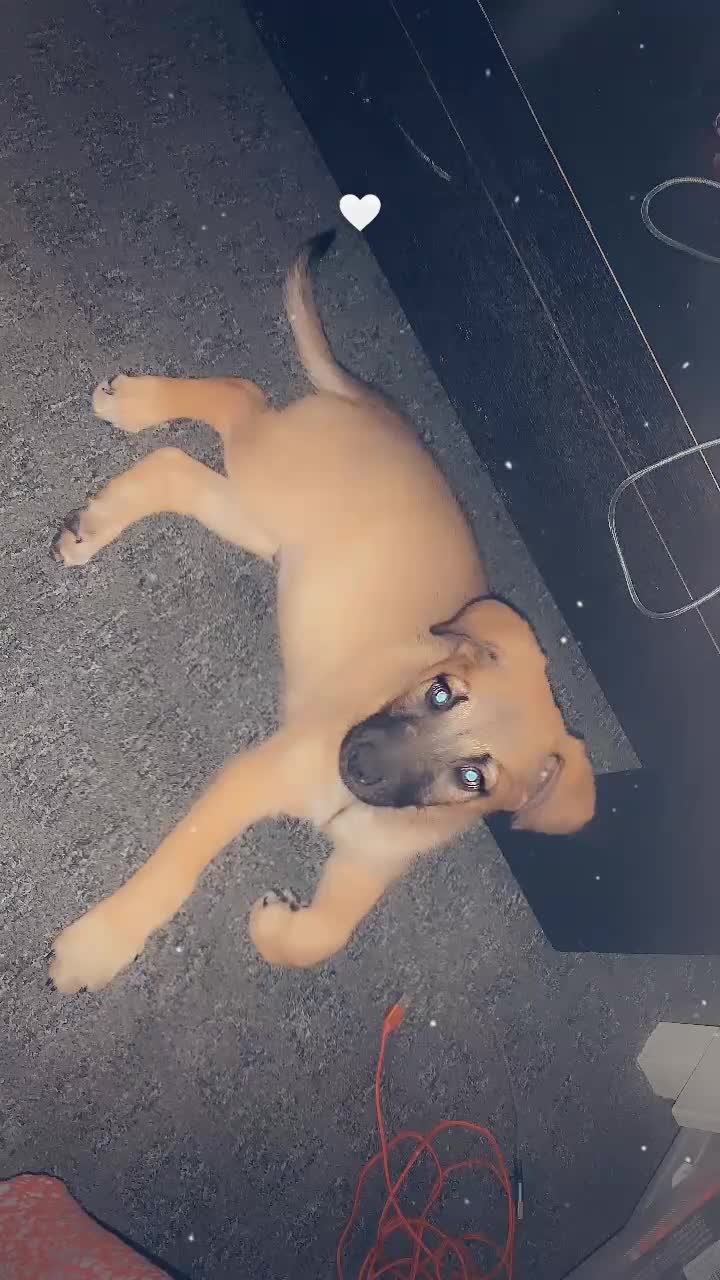 Mixed Breed dogs for sale: Belgian malinois cross border collie  - Video 1