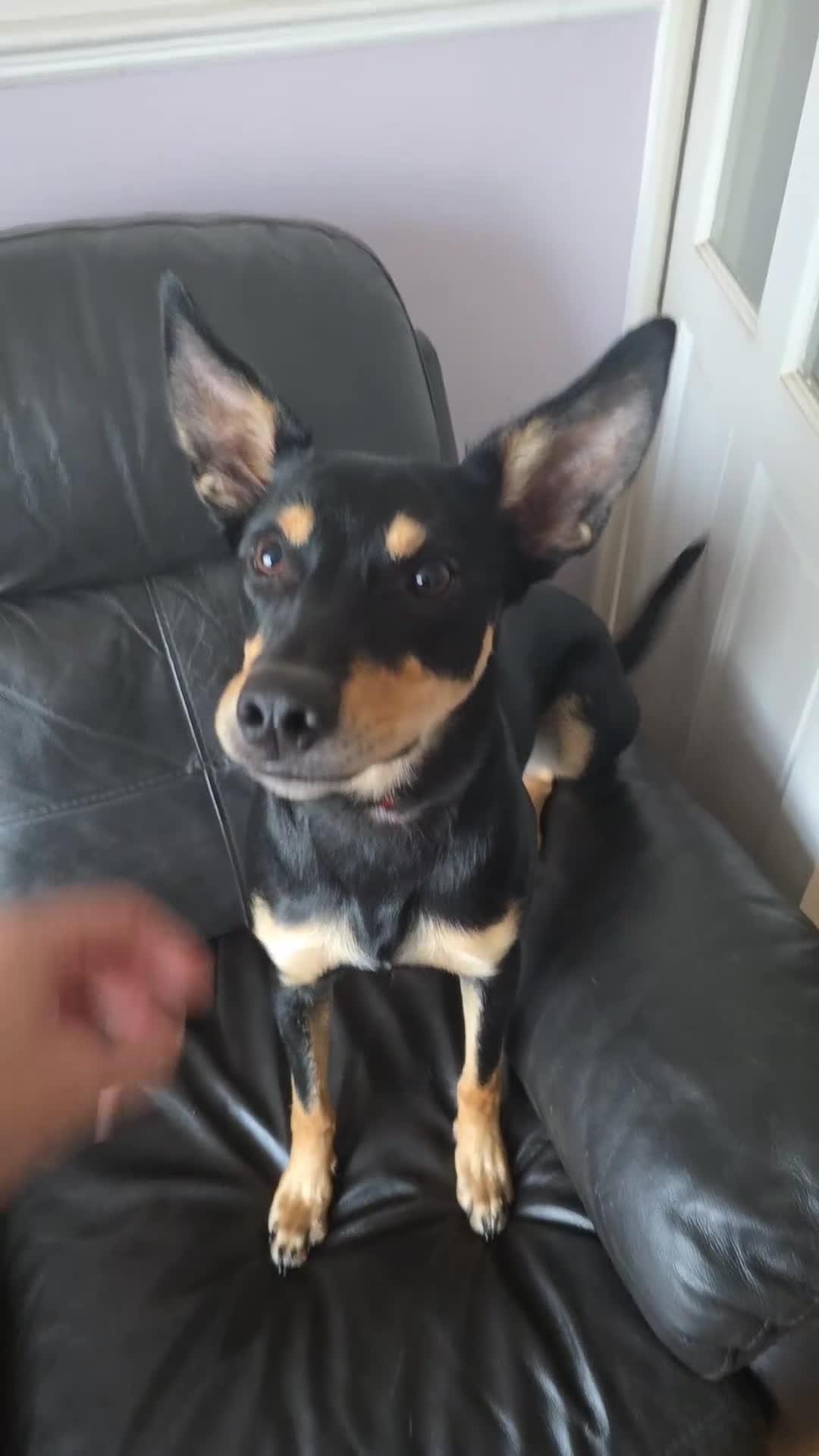 Australian Kelpie dogs for sale: 9 month old Australian Kelpie for Rehoming - Video 1