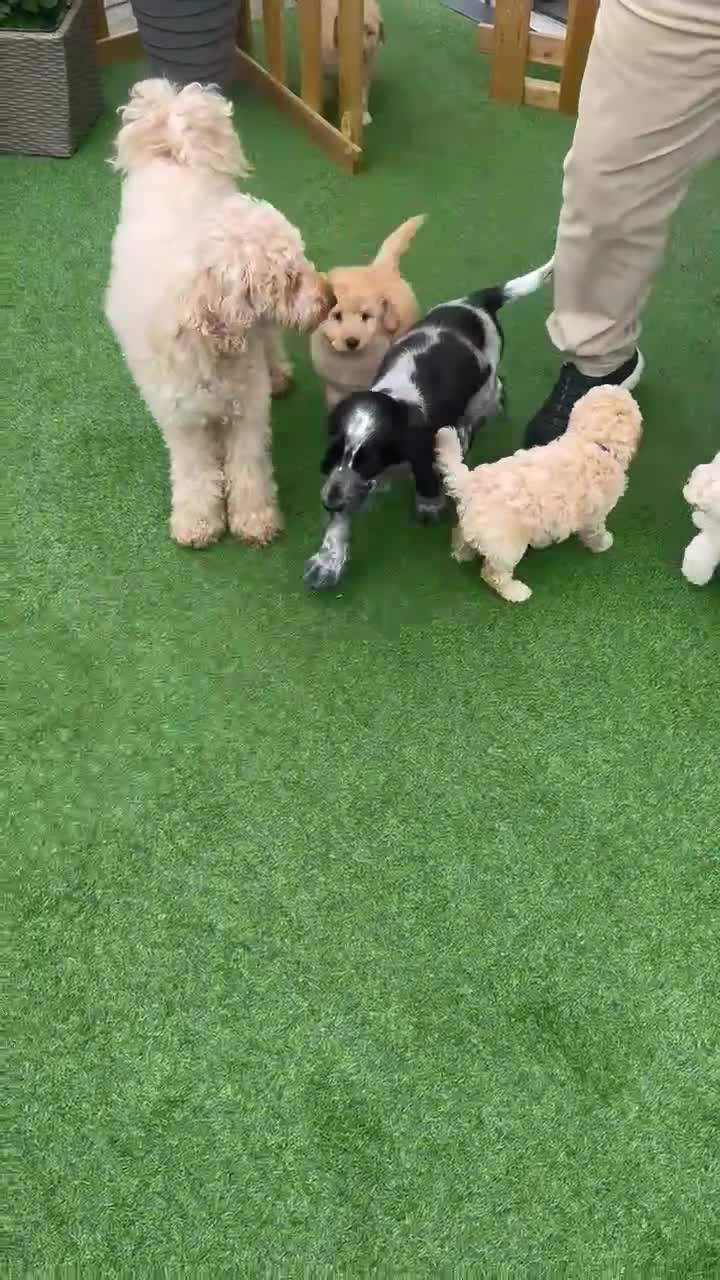 Labradoodle dogs for sale: Labradoodle puppies  - Video 1