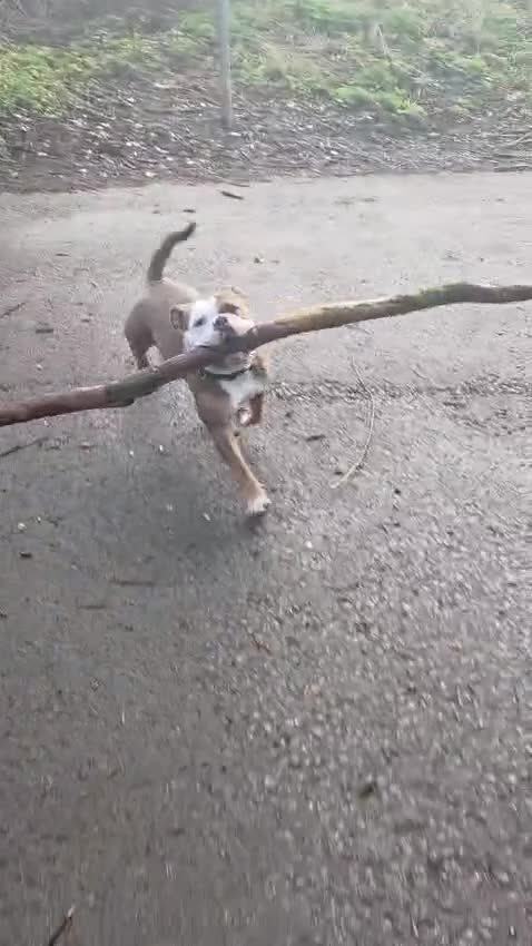 English Bulldog dogs for sale: Boo looking for loving home - Video 1