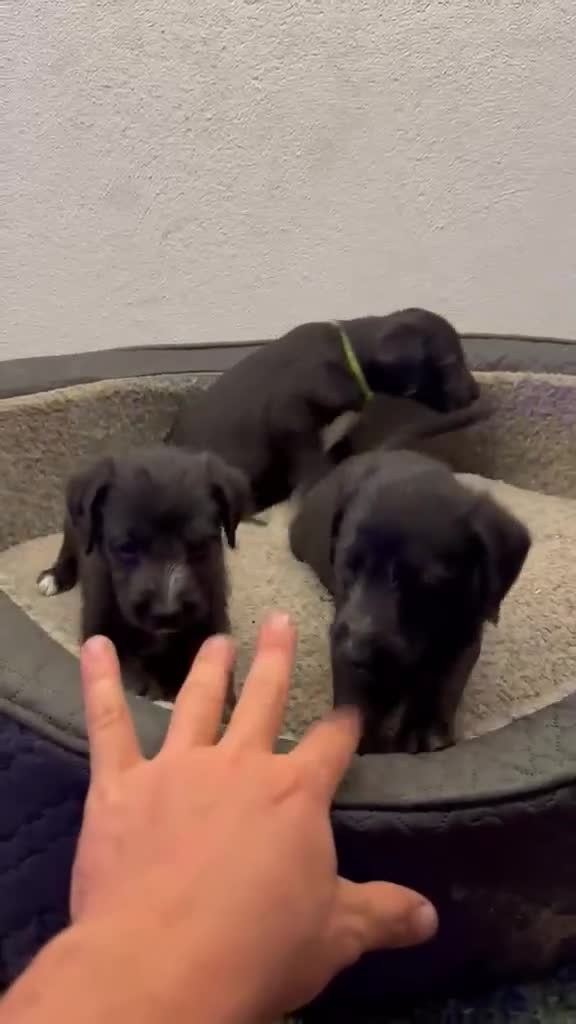 Mixed Breed dogs for sale: Beautiful bedlington x whippet puppies  - Video 1