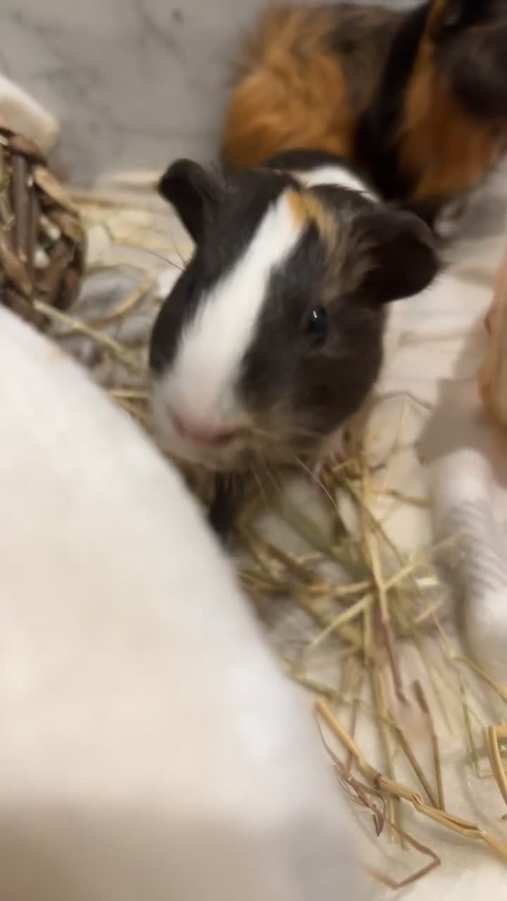Guinea Pig rodents for sale: piglet and roo in London - Video 1