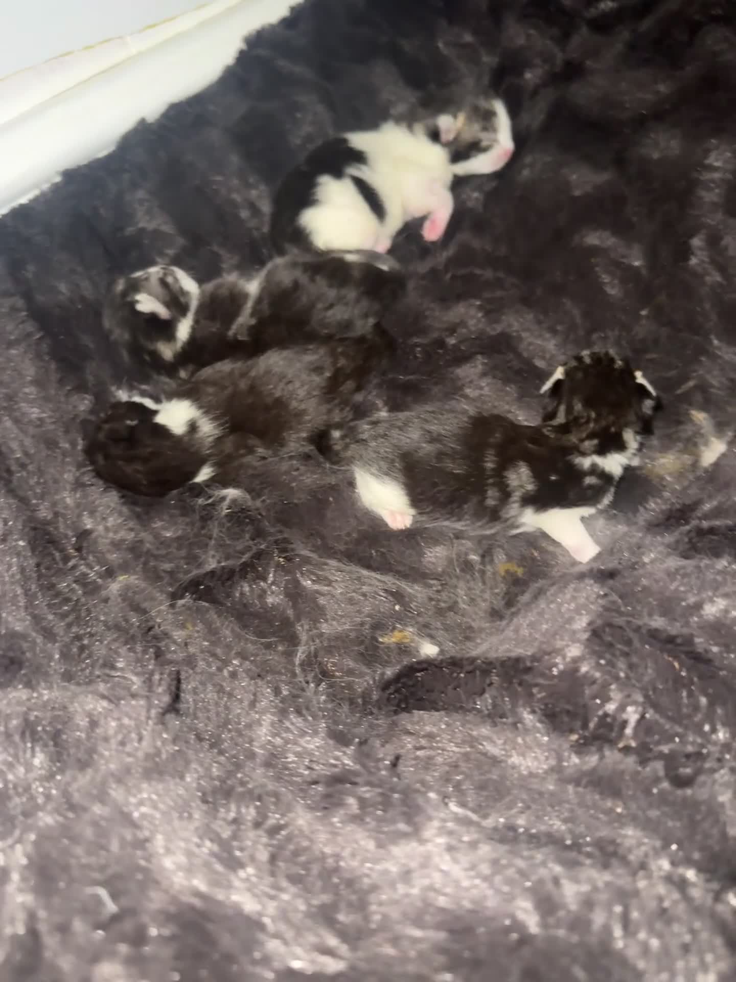 Mixed Breed cats for sale: Maincoon kittens - Video 1