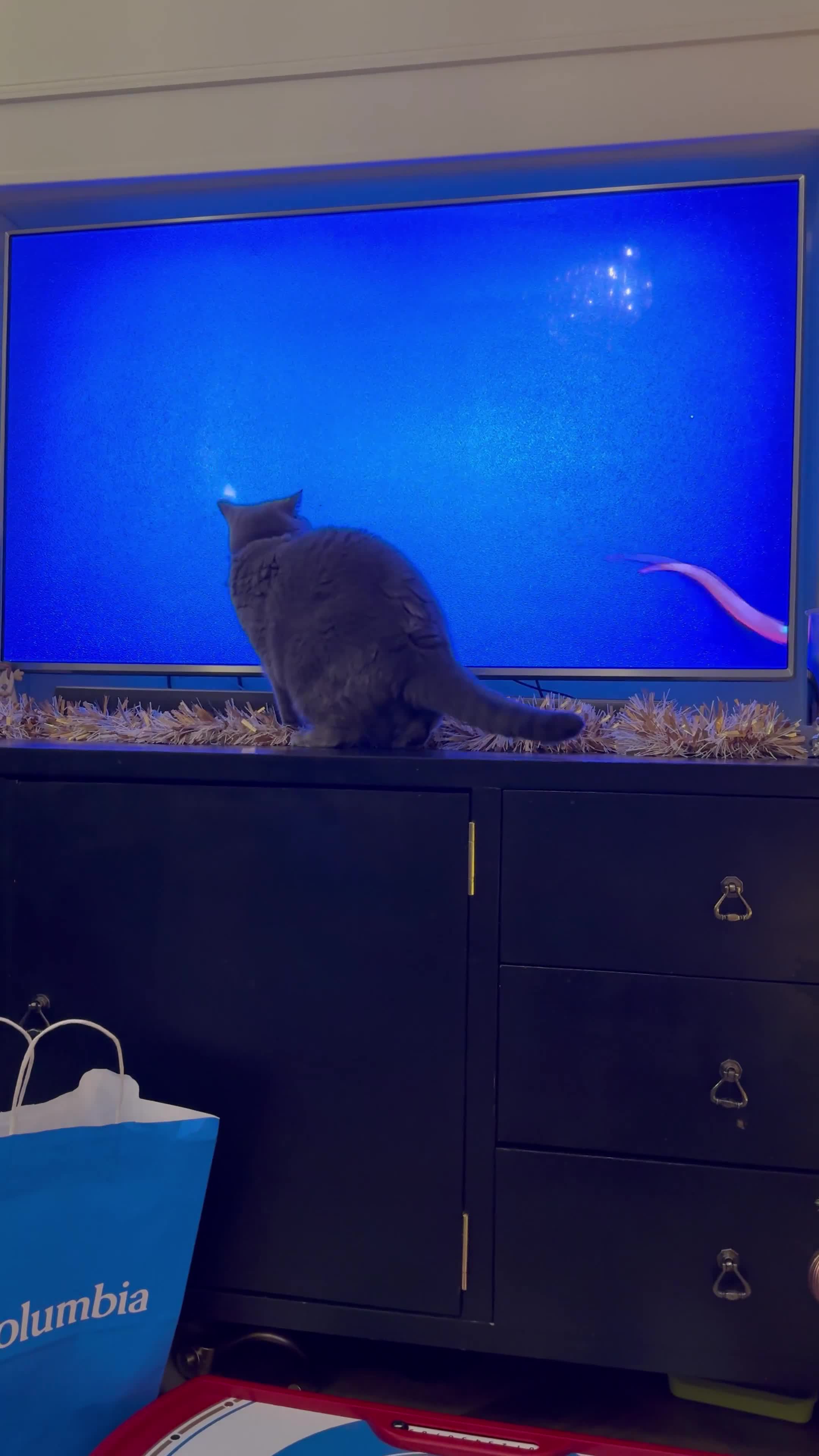 British Shorthair cats for sale: [House Cat] Quiet loving family home for Poppy  - Video 3