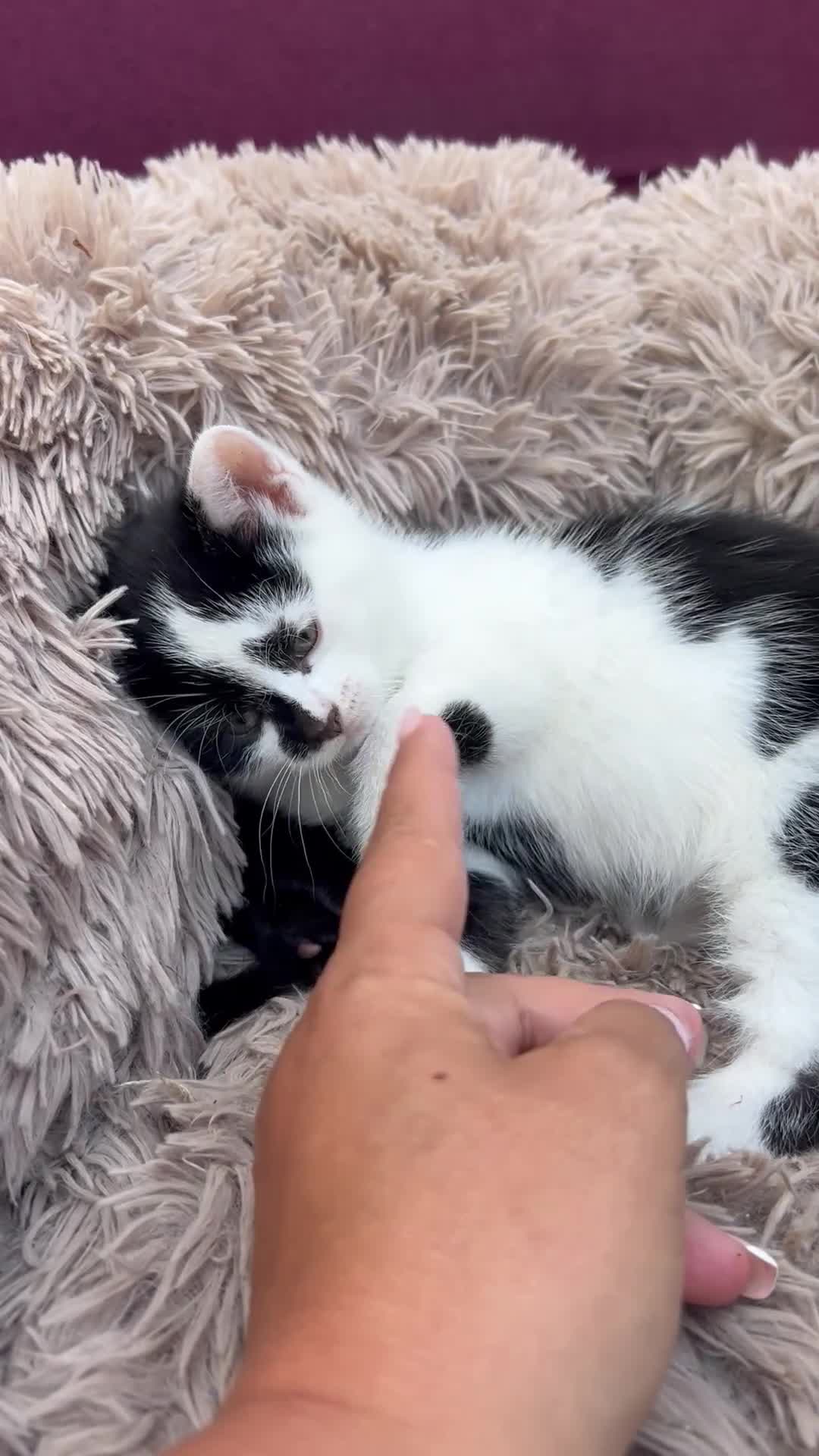 Mixed Breed cats for sale:     Beautiful Healthy Kittens Ready To Reserve  - Video 2