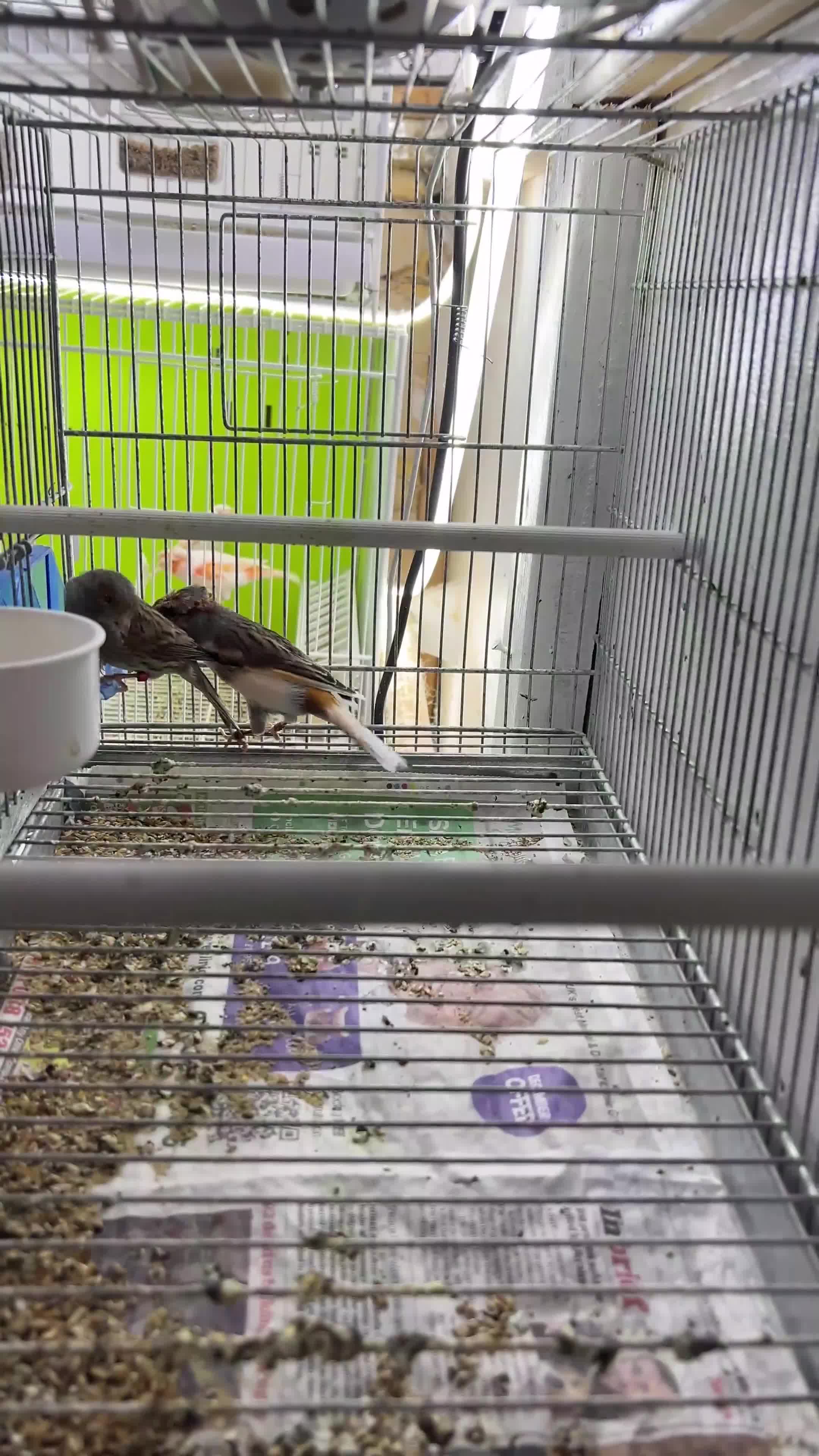 Canaries birds for sale: Canaries for sale  - Video 1