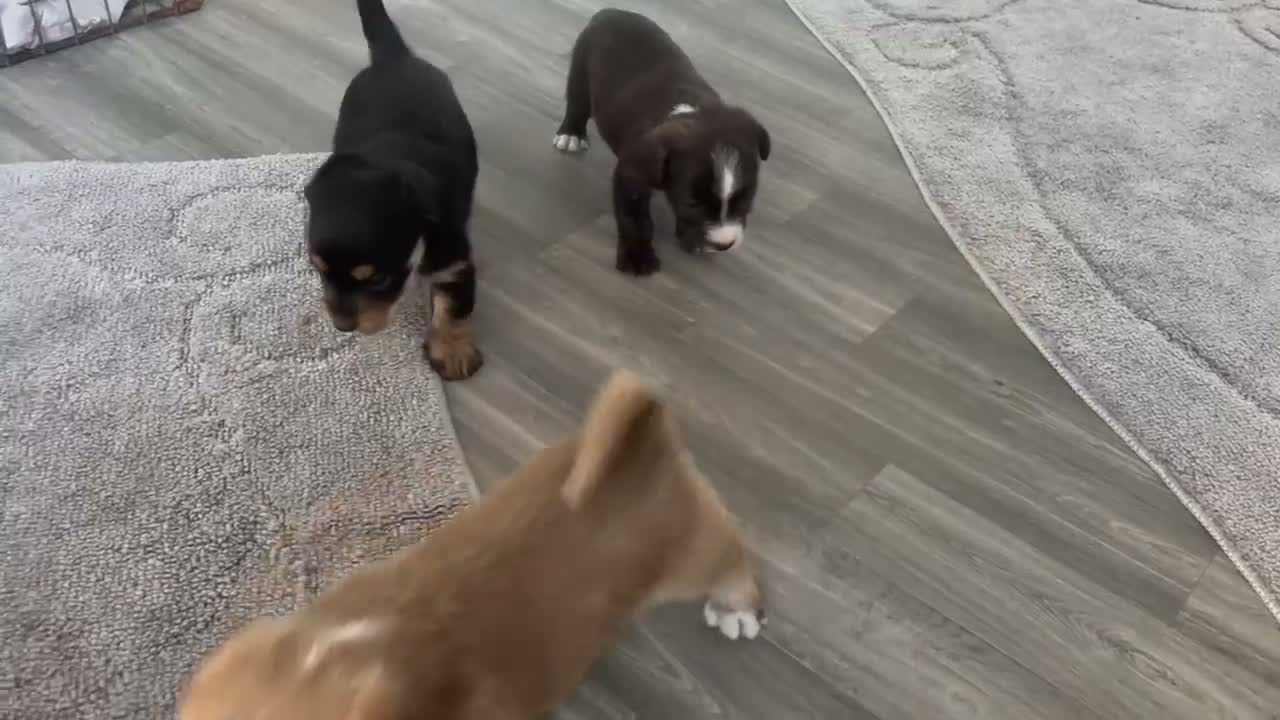 Mixed Breed dogs for sale: Jack Shih  - Video 3