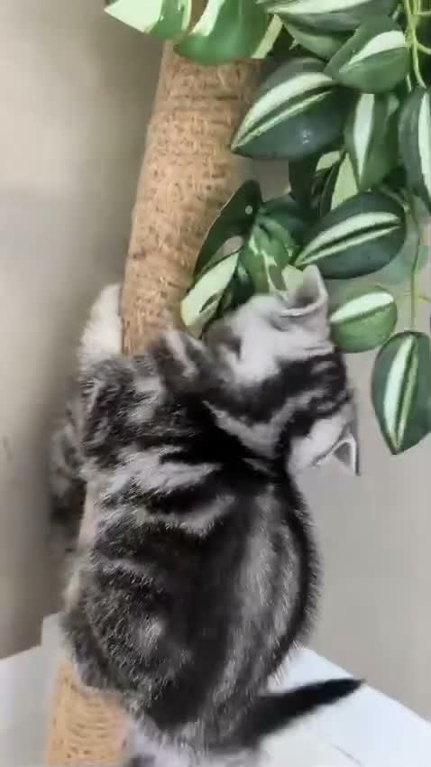 British Shorthair cats for sale: Show-Worthy Classic Silver Tabbies😻Pedigree BSH🤍 - Video 1