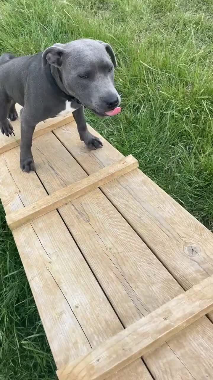 Staffordshire Bull Terrier dogs for sale: 6 month old male  - Video 2