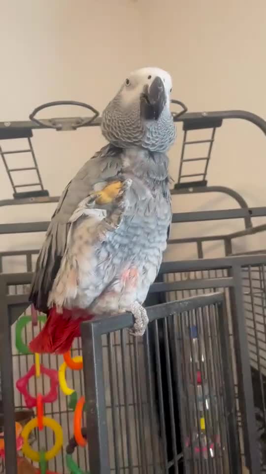 Parrots birds for sale: African grey parrot  - Video 1