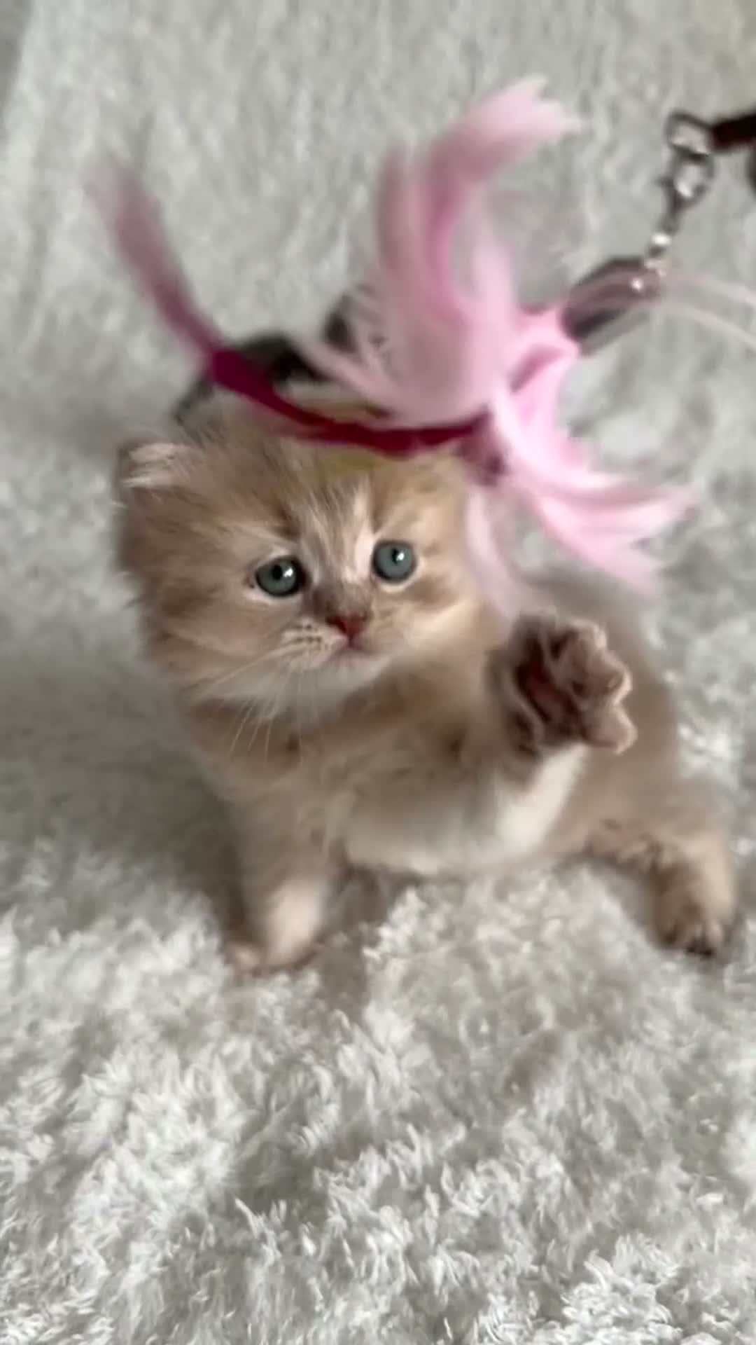 Munchkin cats for sale: Beautiful munchkin kittens - Video 2