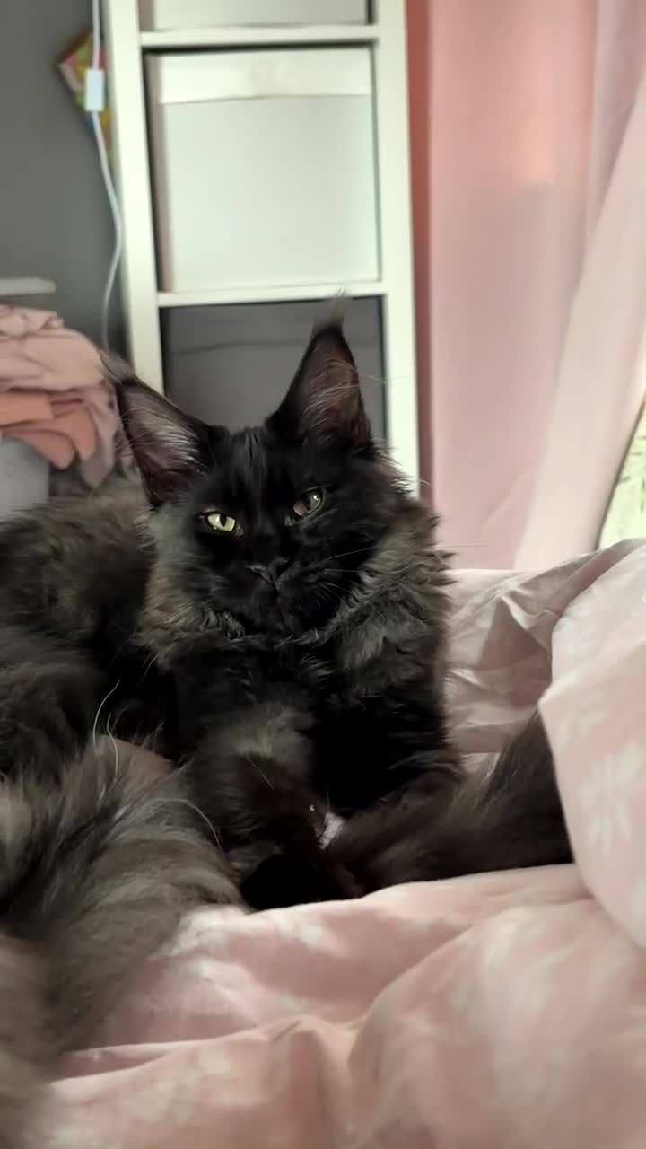 Maine Coon cats for sale: black smoke female  - Video 1