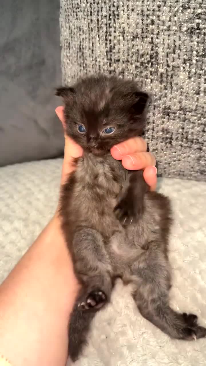 Mixed Breed cats for sale: BEAUTIFUL FLUFFY KITTENS *mixed breed*  - Video 4