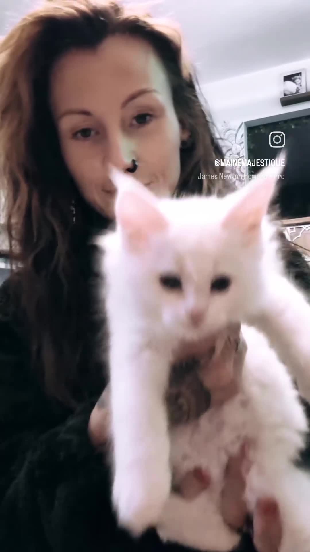 Maine Coon cats for sale: Pedigree Cute Mainecoon Kittens TICA Registered  - Video 1