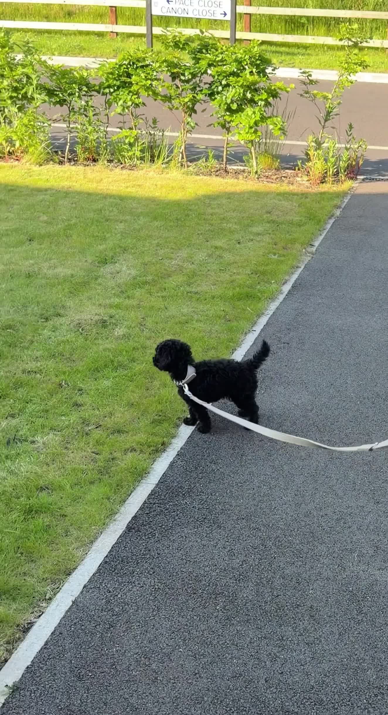 Toy Poodle dogs for sale: Blue Toy Poodle - RARE Opportunity  - Video 2