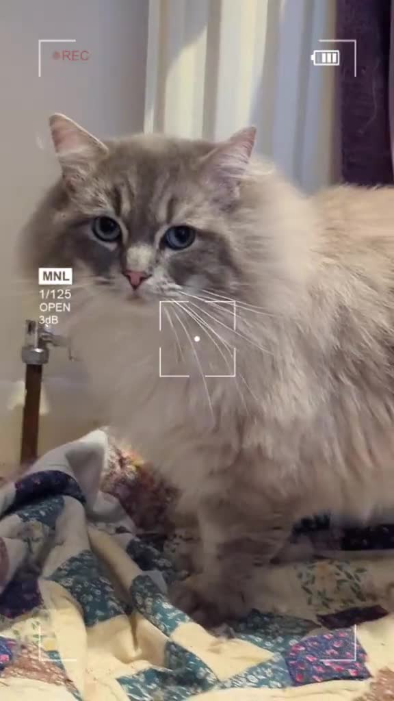 Ragdoll cats for stud: King Baloo 👑  - Video 2