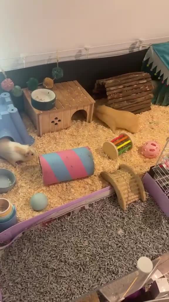 Guinea Pig rodents for sale: 3 Male Guinea Pigs Looking 4 New Forever Home 🐹❤️ - Video 1