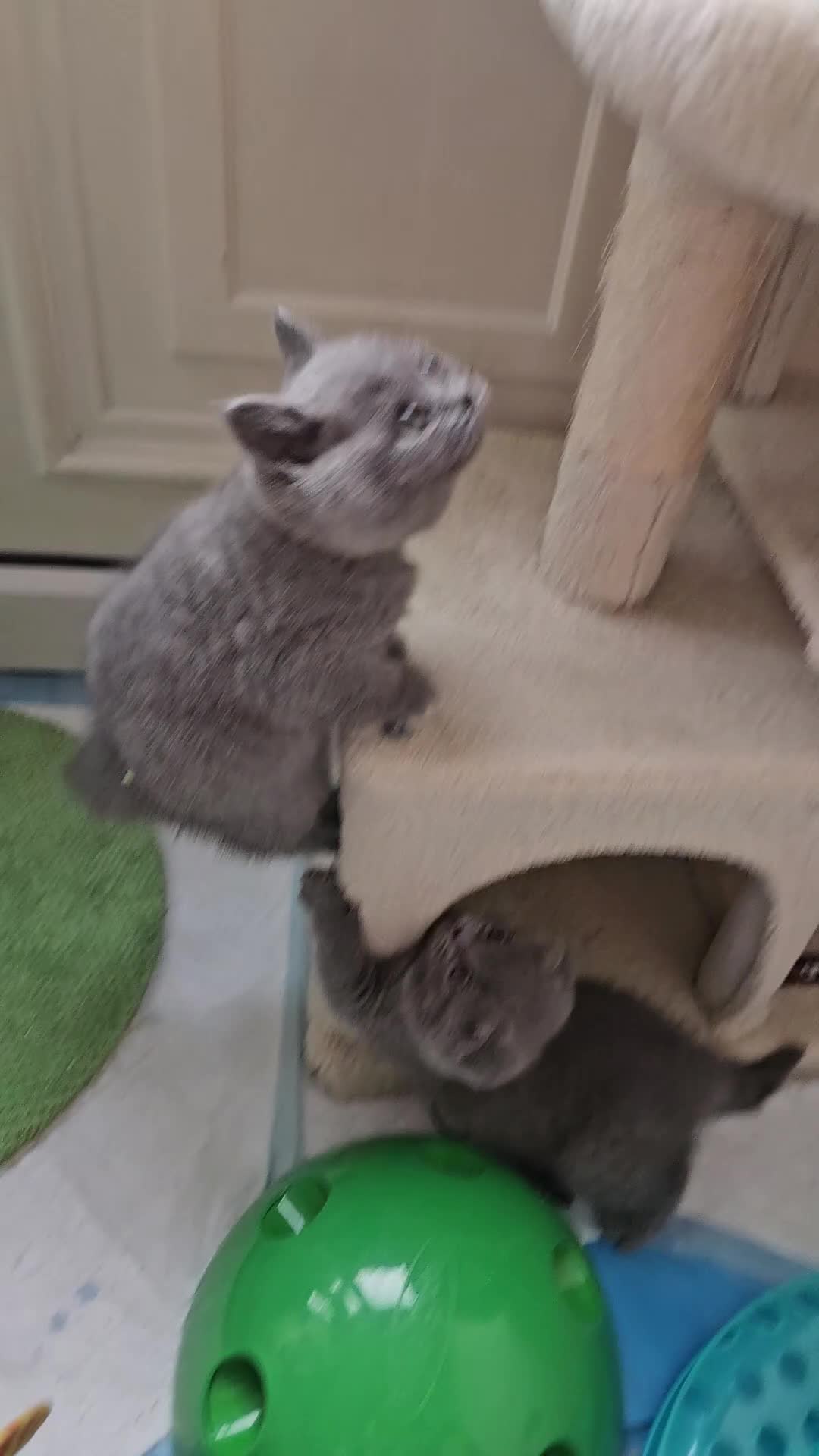 Scottish Fold cats for sale: Six Soft and Gorgeous Kittens - Video 3