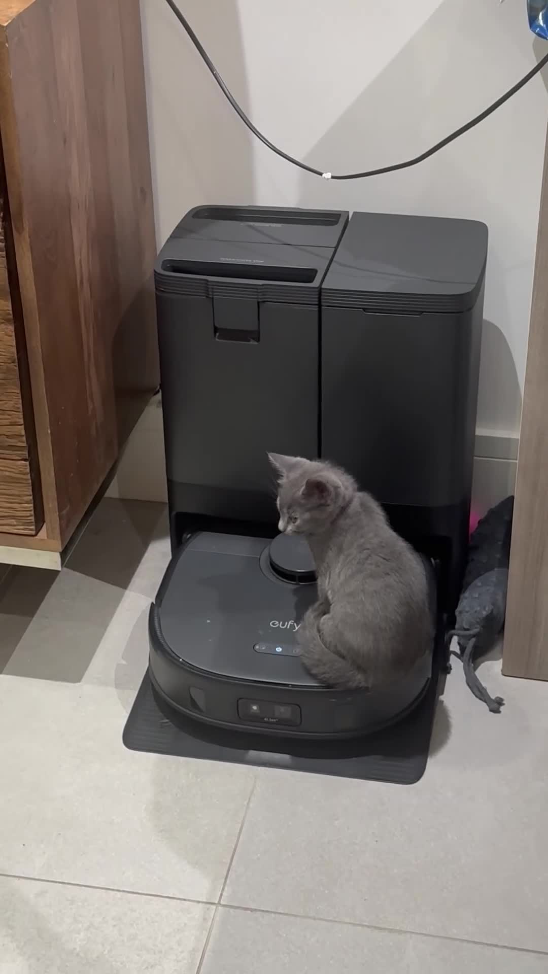 Russian Blue cats for sale: Kittens looking for a forever home  - Video 1