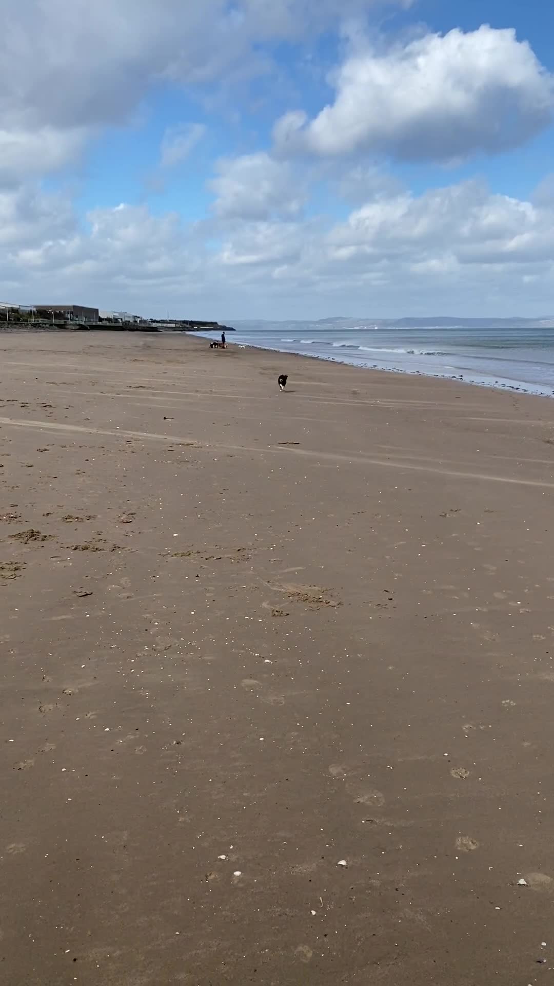 Pomsky dogs for stud: Pomsky for Stud - Video 1