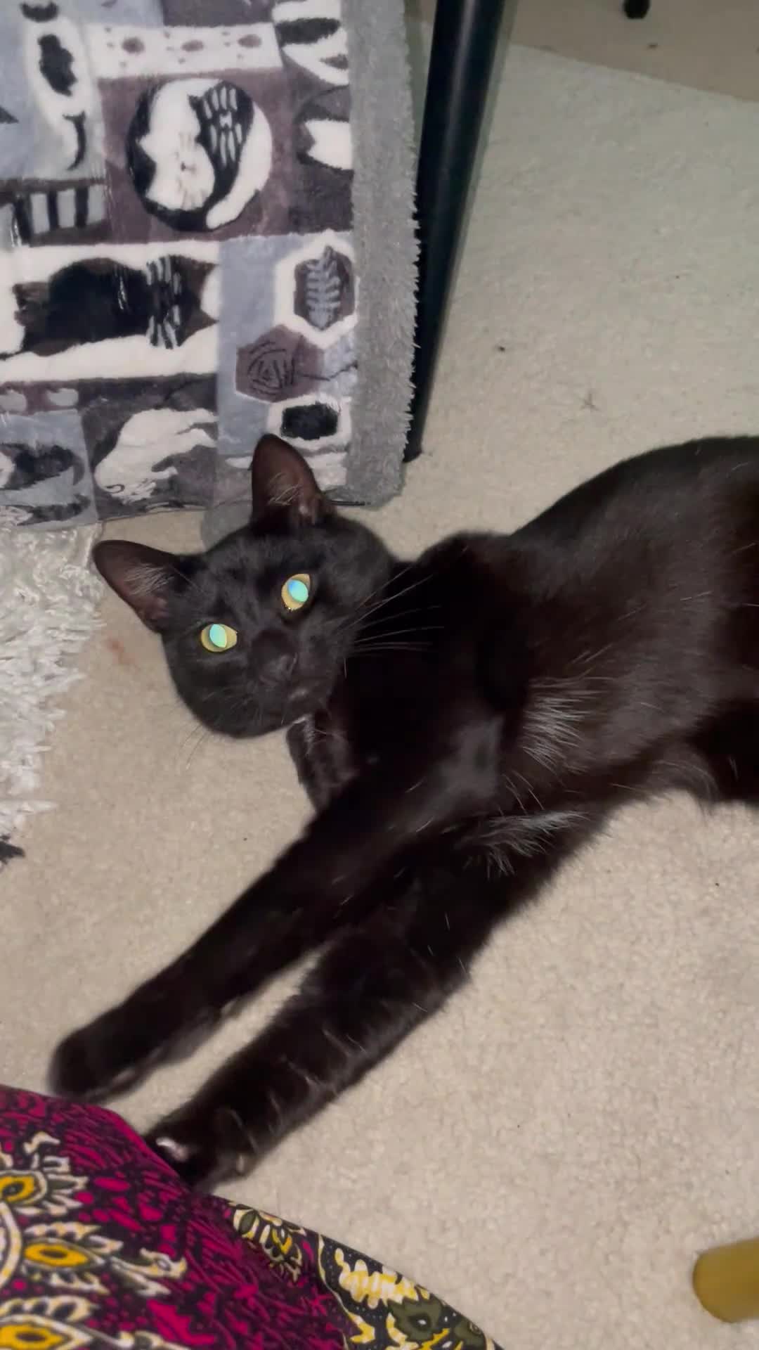 Mixed Breed cats for sale: Selling my cat Jasly  - Video 3