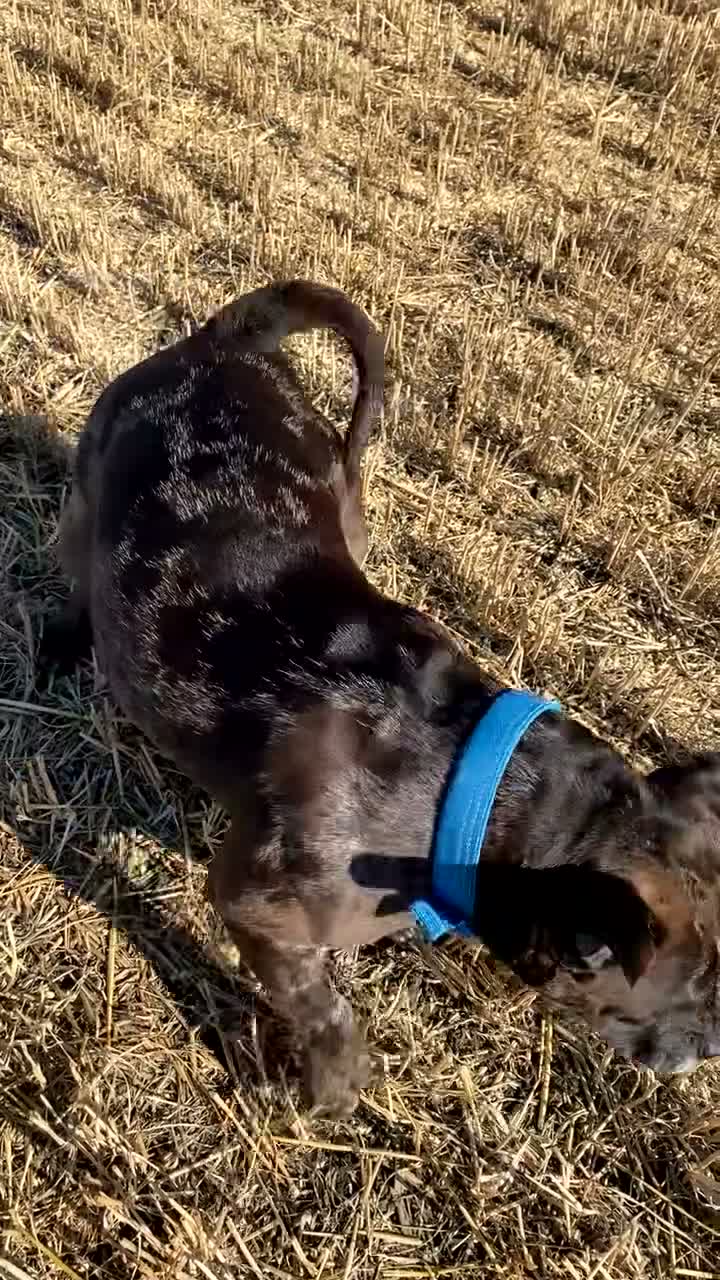 American Bully dogs for sale: Pocket bully  in Sunderland - Video 2