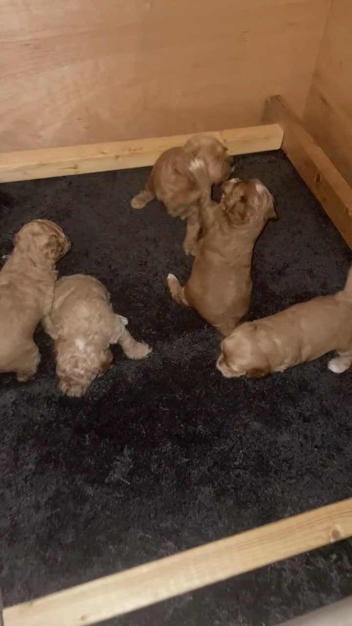 Cockapoo dogs for sale: Beautiful cockapoo puppies in Dover - Video 1