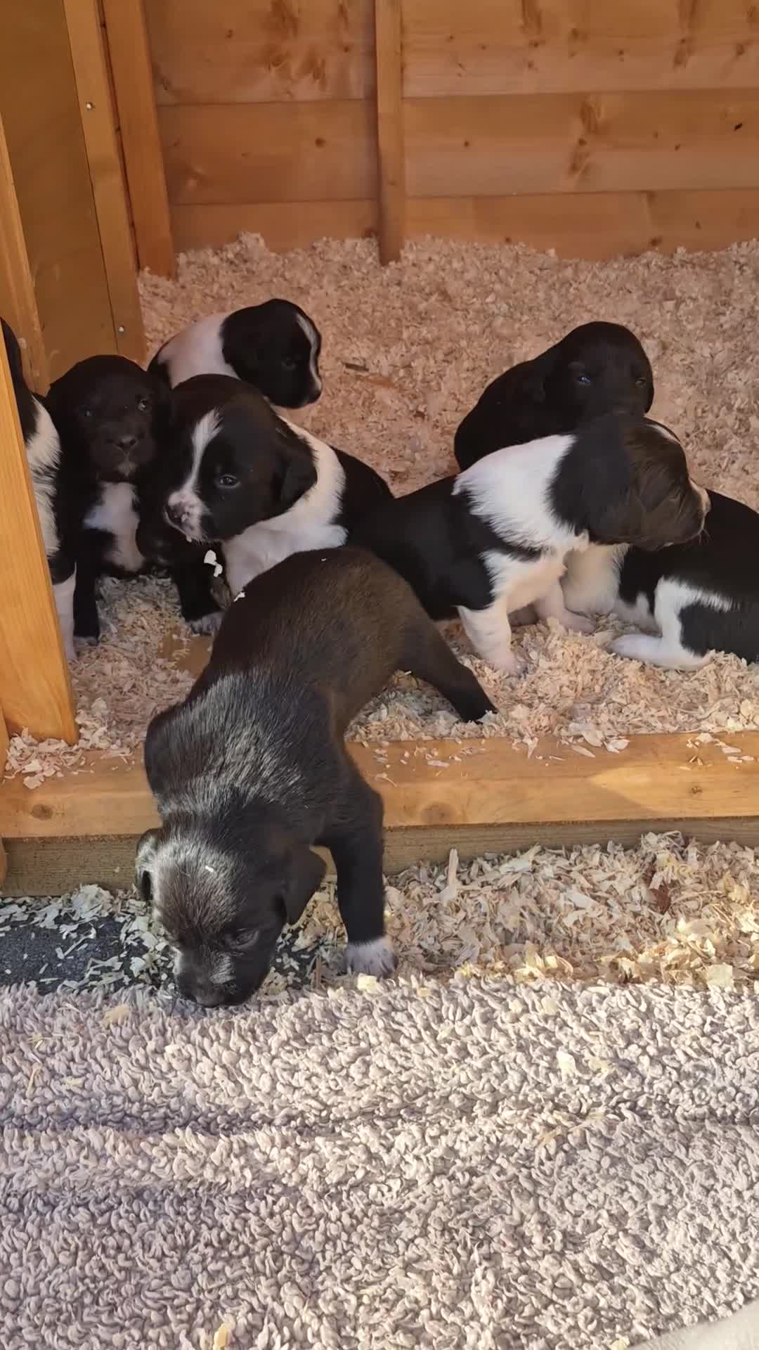 Mixed Breed dogs for sale: Beautiful sprollie puppies  - Video 3