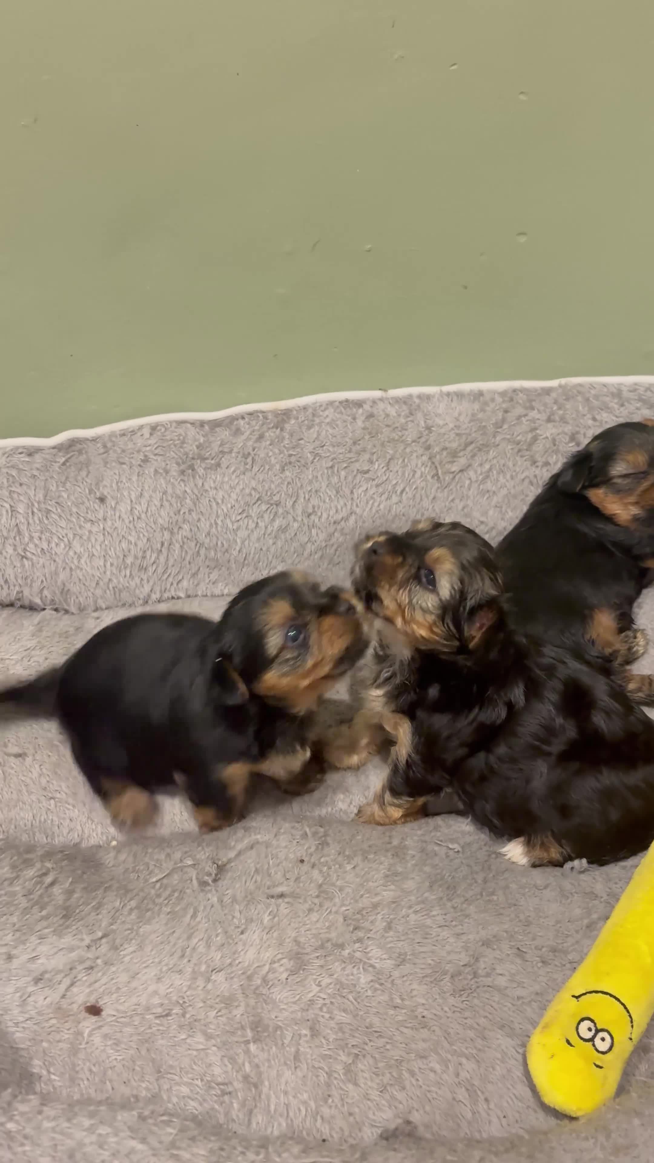 Yorkshire Terrier dogs for sale:  Beautiful Yorkshire Terrier mini Puppies tor Sale - Video 1