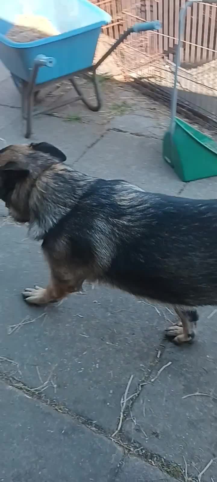 German Shepherd dogs for sale: German Shepherds - Video 1
