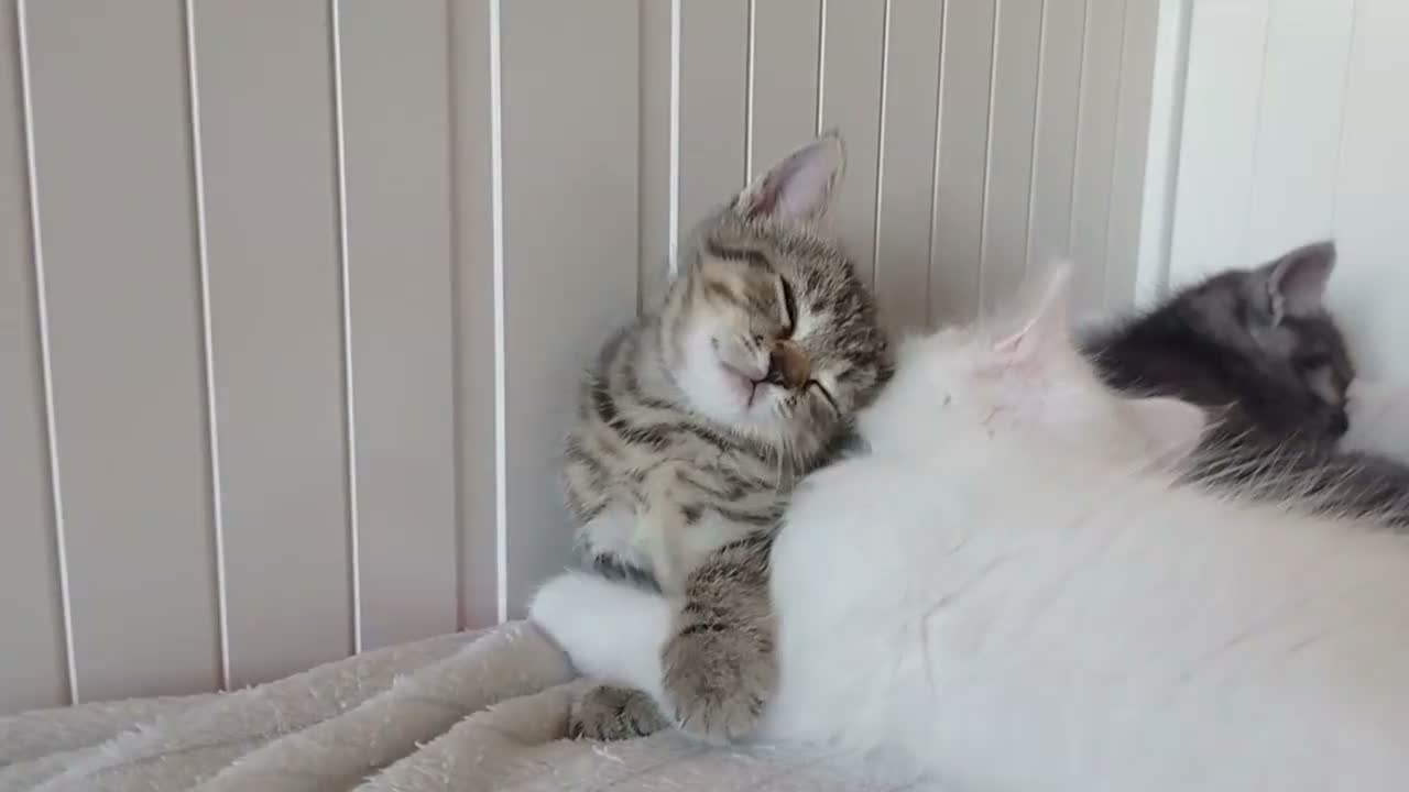 Mixed Breed cats for sale: Beautiful Ragdoll & British Shorthair Mix Kittens  - Video 1