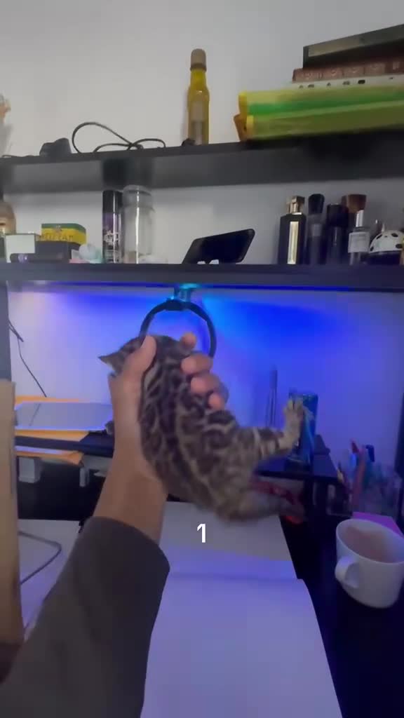 Bengal cats for sale: Bengal kittens tica registered full pedigree - Video 1