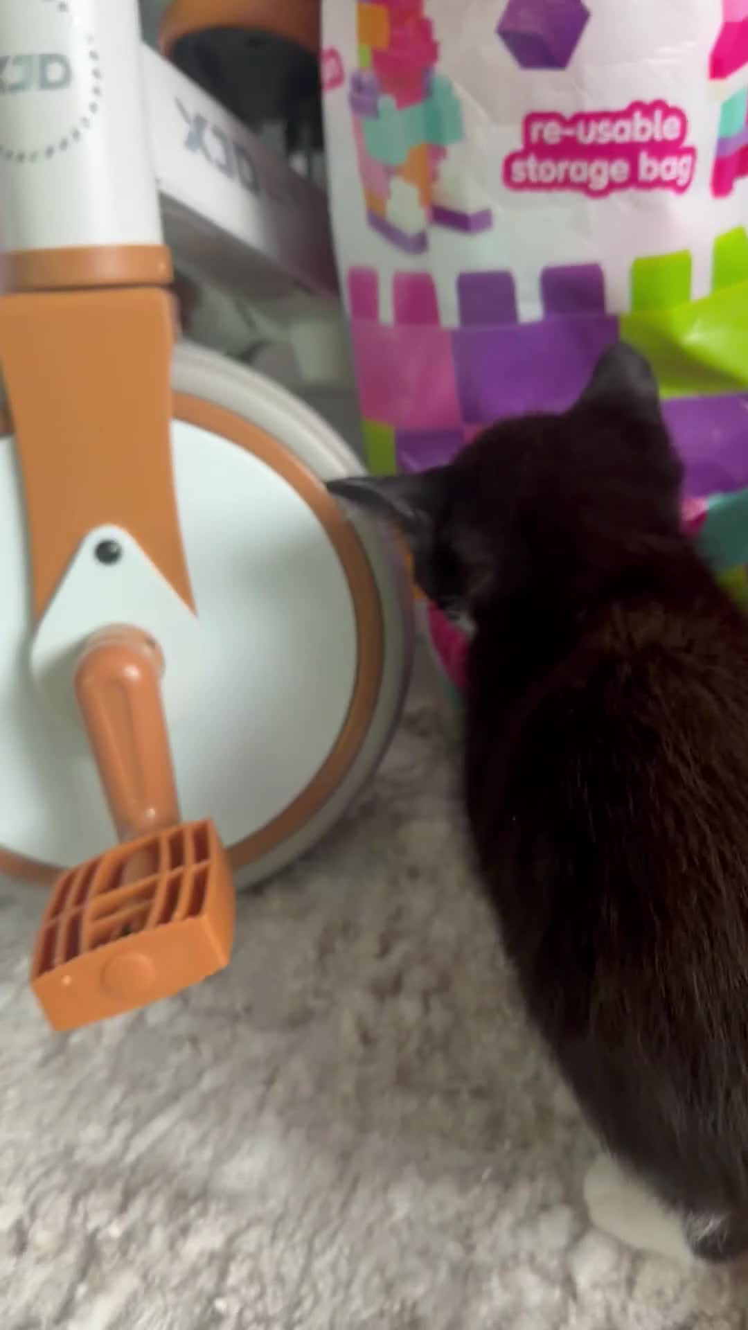 Mixed Breed cats for sale: Beautiful Quality Kittens - Stunning Markings - Video 1