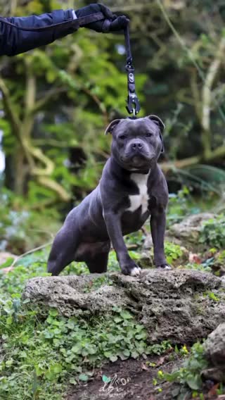 Staffordshire Bull Terrier dogs for stud: WORLD FAMOUS BLOODLINE! KC REG LOW COI%  in Nottingham - Video 2