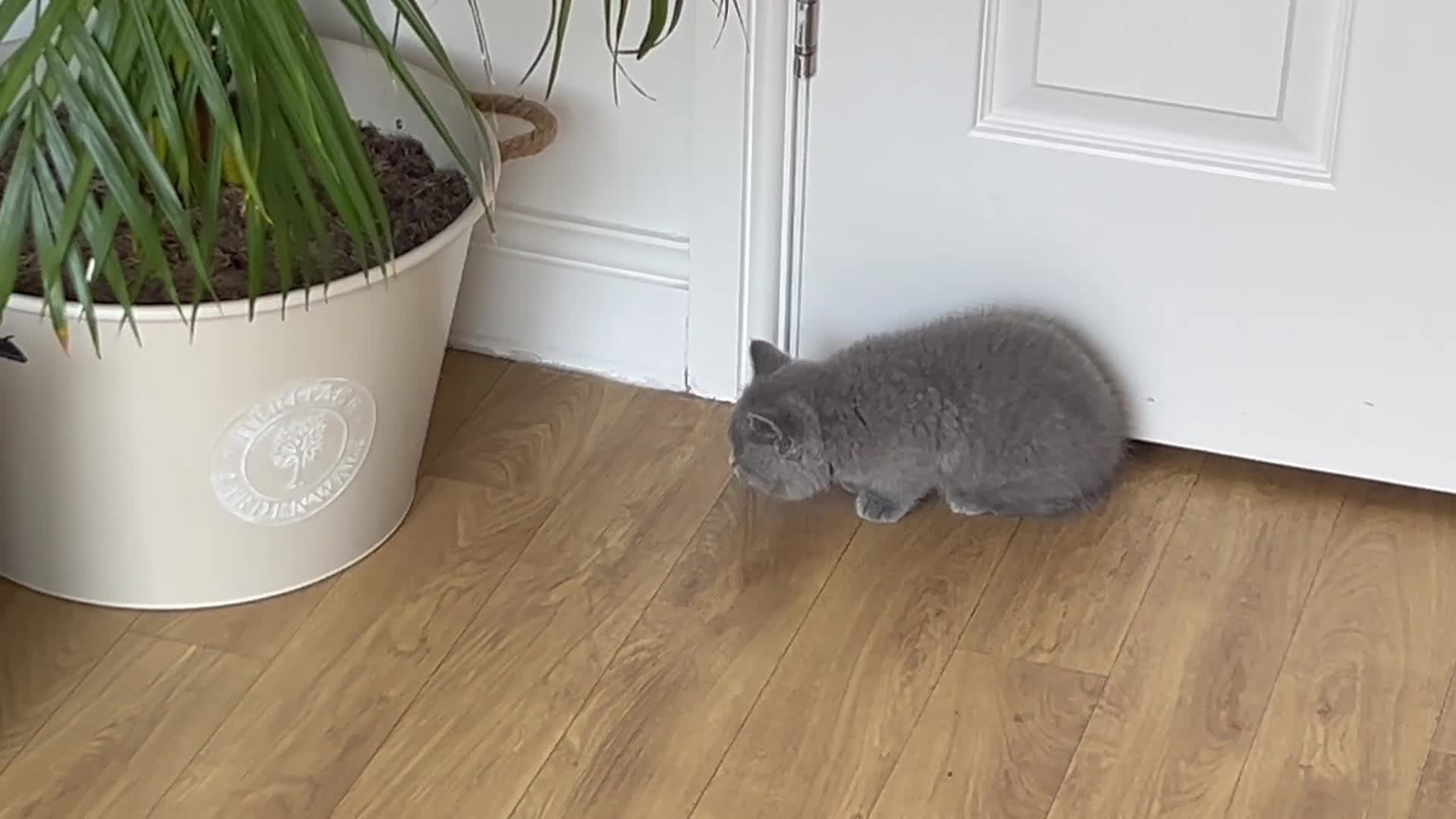 British Shorthair cats for sale: British shorthair  - Video 1
