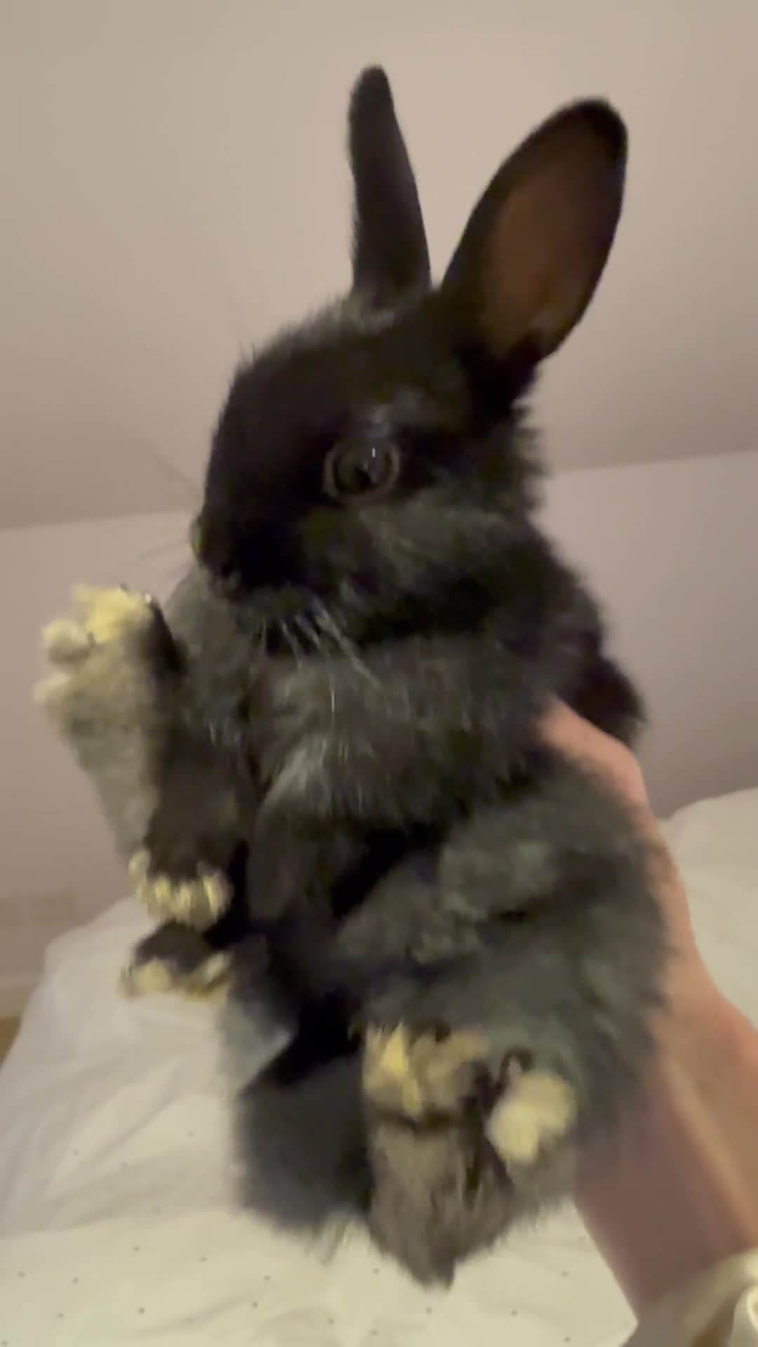 Netherland Dwarf rabbits for sale: Two Netherland Dwarf rabbits, 2 months old  - Video 1