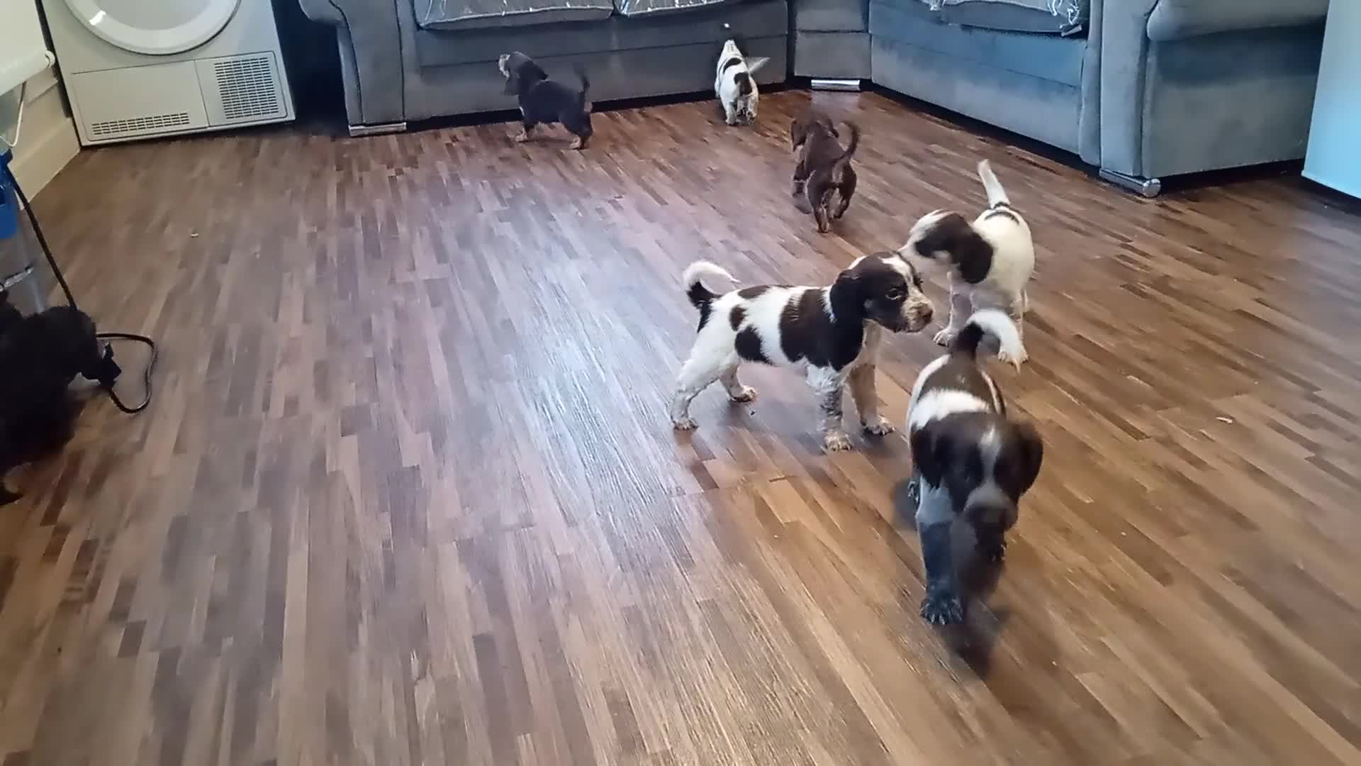 Cocker Spaniel dogs for sale: Cocker spaniel puppies 1 boy left  - Video 1