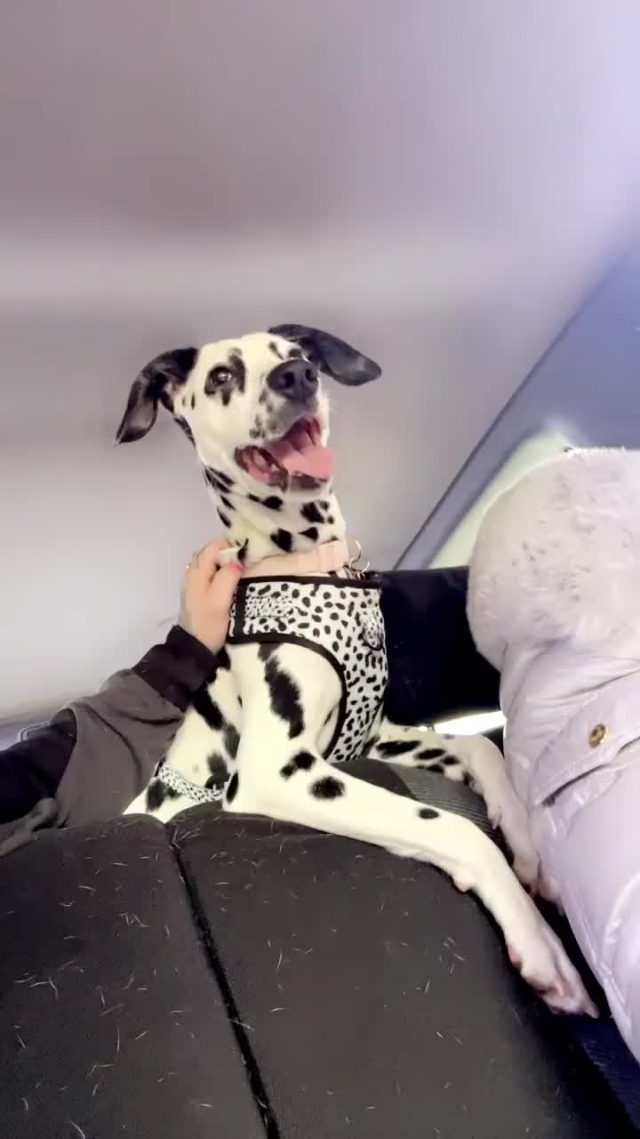 Dalmatian dogs for sale: Dalmatian - Video 1