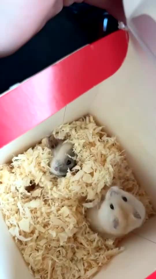 Hamster rodents for sale: 2 female Russian dwarf hamsters 20 for both  - Video 1
