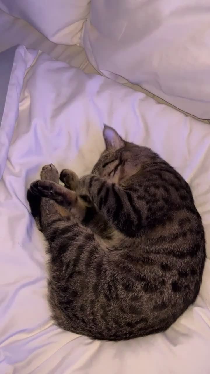 Domestic Shorthair cats for sale: 1 Year Old Male Cat in Bradford - Video 1