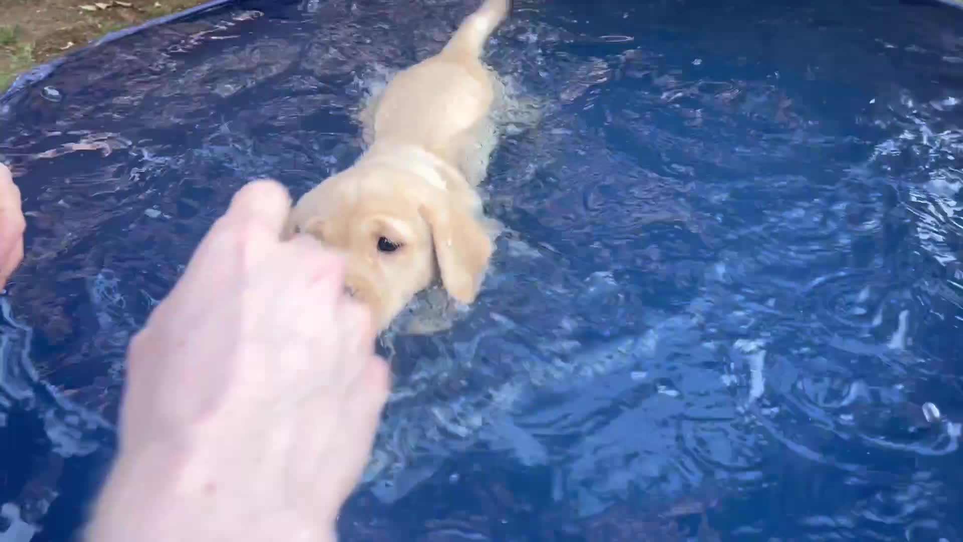 Labrador Retriever dogs for sale: Confident, Clever KC Labrador Puppy - Video 2