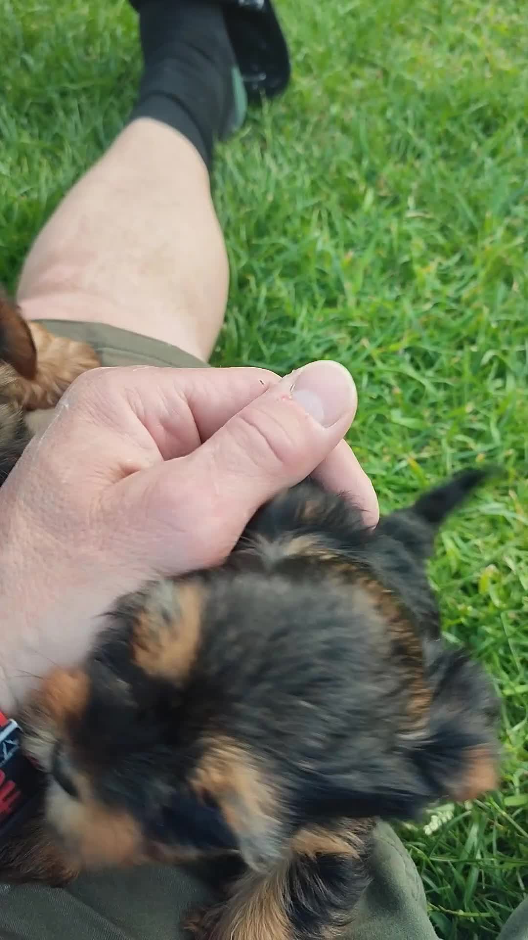 Yorkshire Terrier dogs for sale: Purebred Yorkshire Terrier Puppies Vaccinated  - Video 2