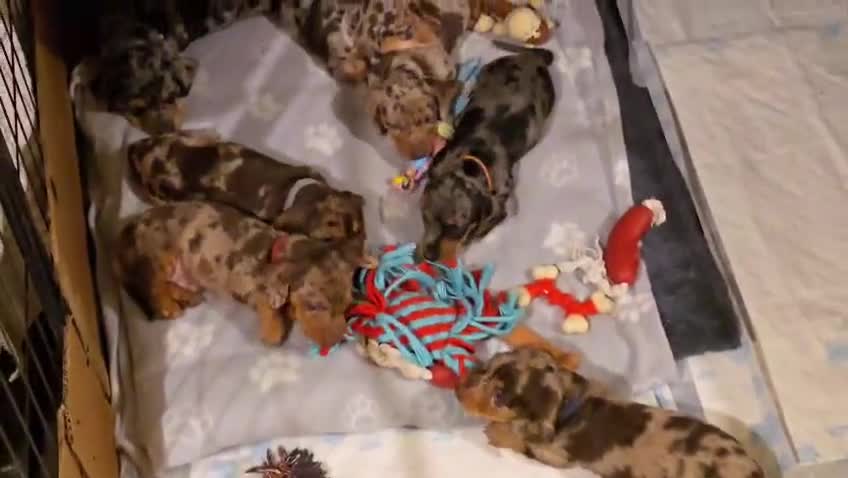 Miniature Dachshund dogs for sale: Adorable Miniature Dachshunds KC Registered Pups - Video 1