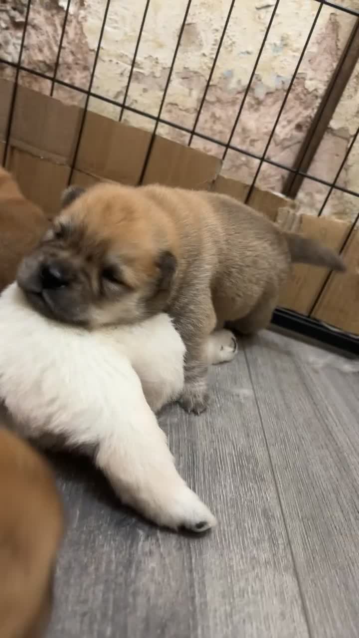 Chow Chow dogs for sale: chow chow puppies  - Video 1