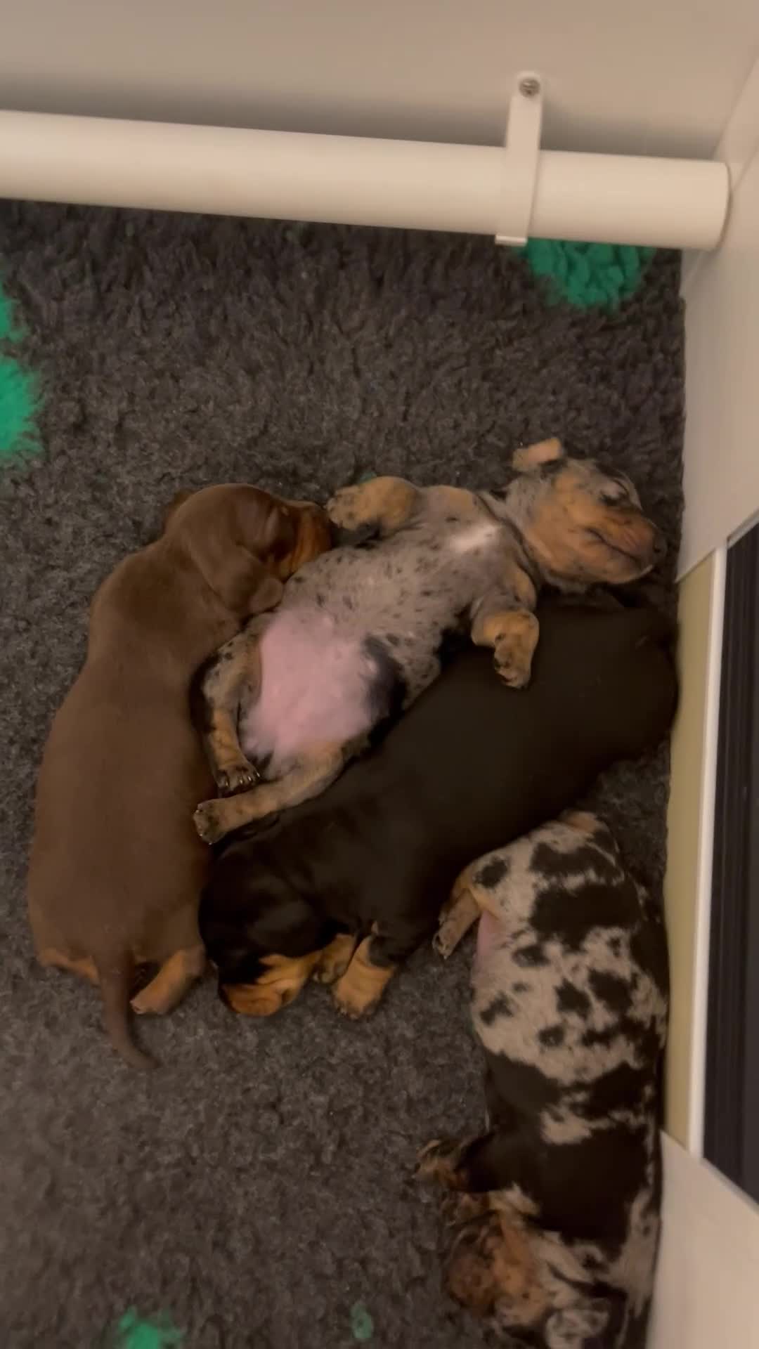 Miniature Dachshund dogs for sale: Miniature Kc registered dachshunds PRA clear  - Video 2