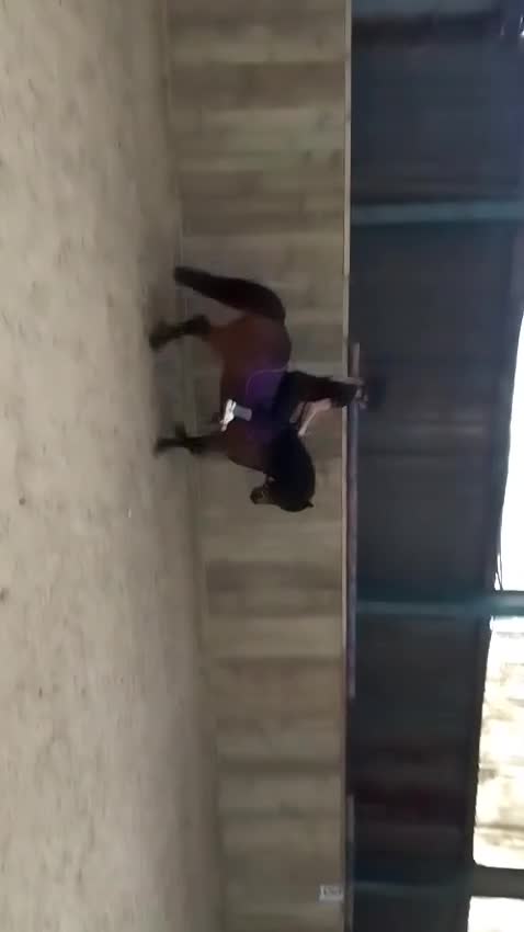 Dartmoor horses for sale: For part loan or full loan  - Video 4