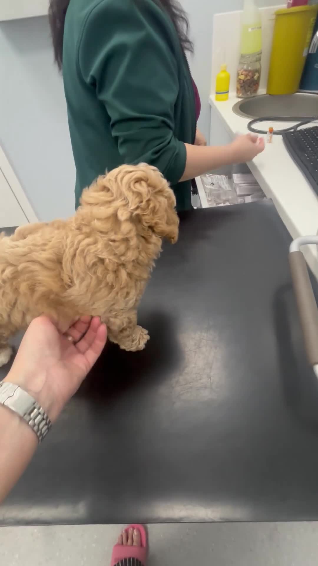 Poochon dogs for sale: 1 GOLDEN BOY POOCHON -Rupert the Bear-CHESHIRE  - Video 2