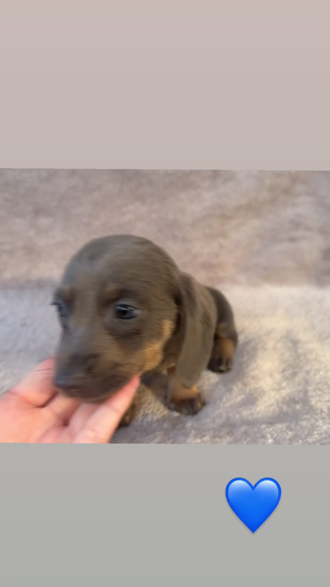 Dachshund dogs for sale: ❤️ Dachshund puppies ❤️ - Video 3