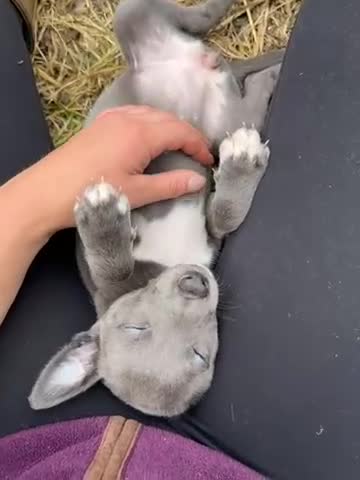 Whippet dogs for sale: ✨1 BOY LEFT!!✨£1,000 - Video 3