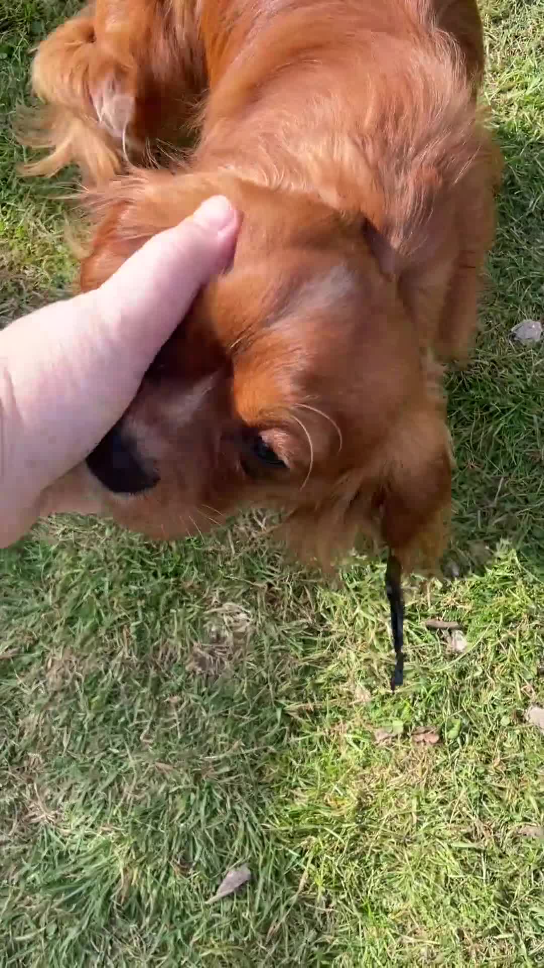 Cavalier King Charles Spaniel dogs for sale: Pedigree ckcs ruby boy  - Video 1